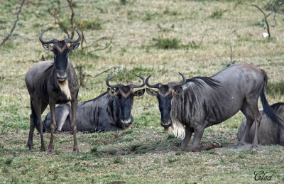 Gnous bleu - Blue Wildebeest