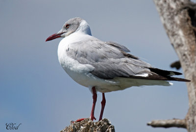 Mouette  tte grise - Grey-headed gull
