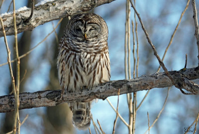 Chouette raye - Barred Owl