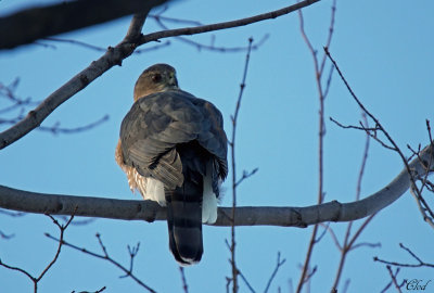 Épervier de Cooper - Cooper's Hawk