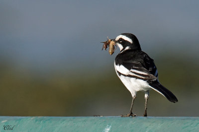 Bergeronnette pie - African pied wagtail