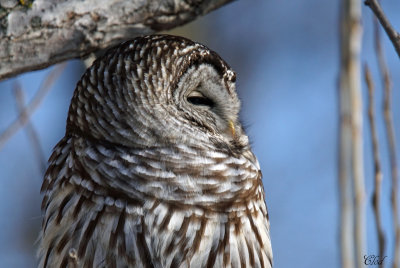 Chouette raye - Barred Owl