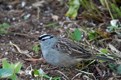 Bruant  couronne blanche - White-crowned sparrow