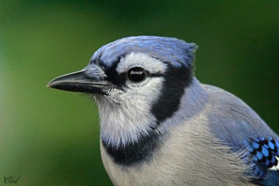 Geai bleu - Blue Jay