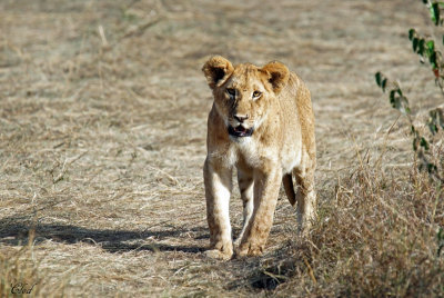 Lionceau - Lion Cub