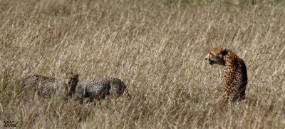 Gupard et jeunes - Mom Cheetah and youngs