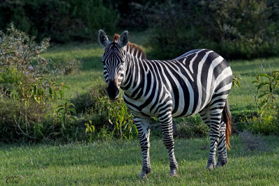 Zèbre - Zebra