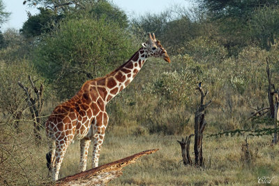 Girafe rticule - Reticulated Giraffe
