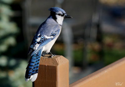 Geai bleu - Blue Jay