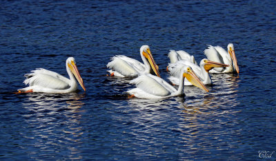 Plicans d'Amrique - American white pelicans