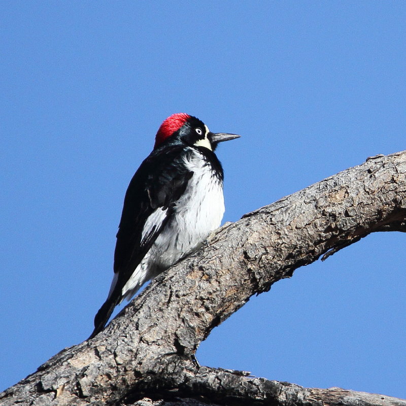 Acorn Woodpecker