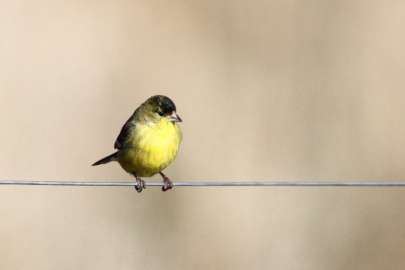 Lesser Goldfinch