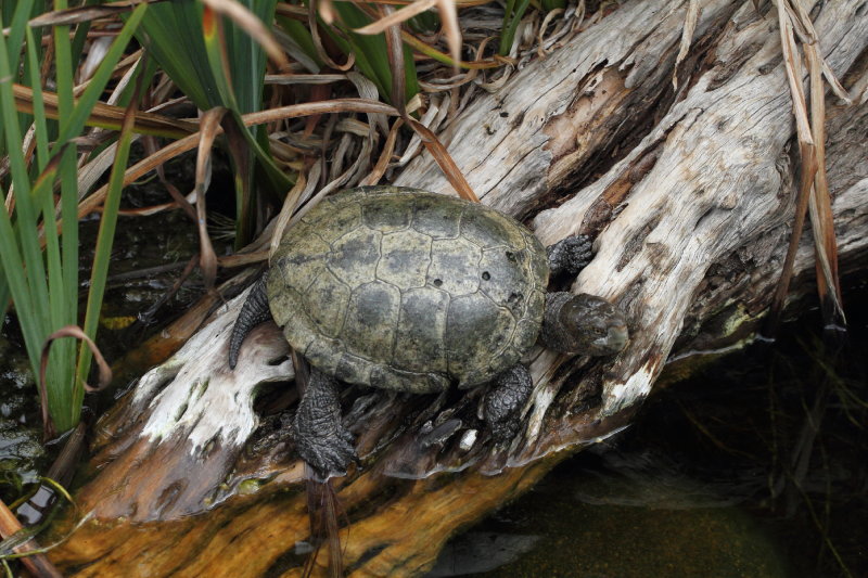 Turtle, San Diego Zoo