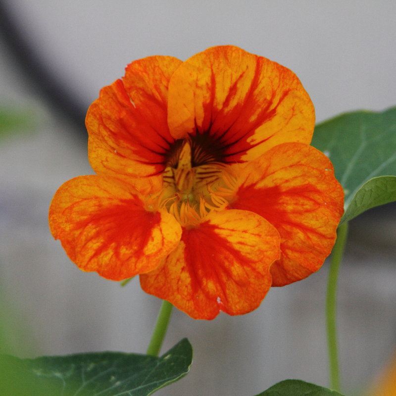  Nasturtium