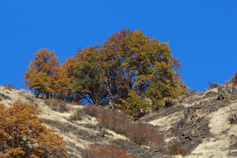 Oak Tree on the horizon 