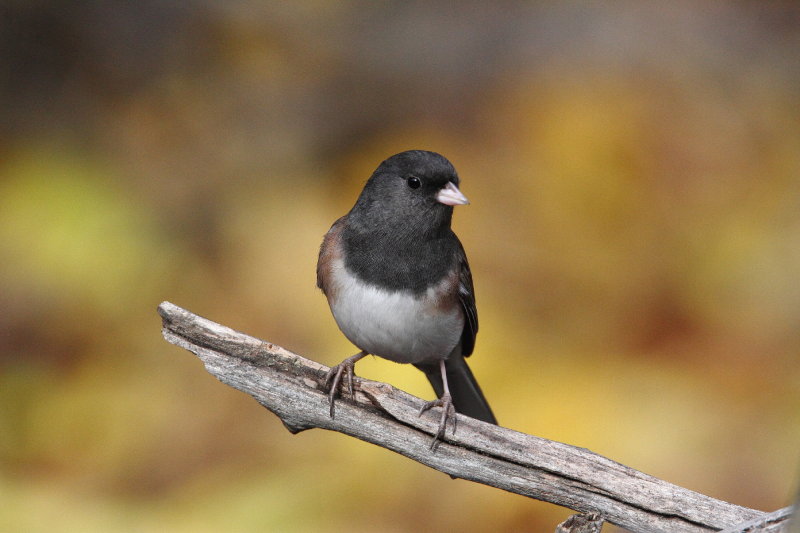 Dark-eyed Junco