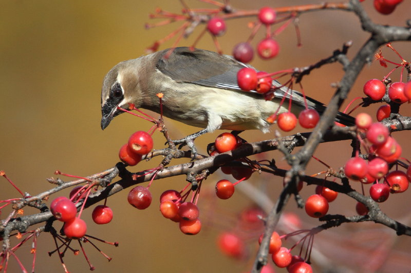 Cedar Waxwing