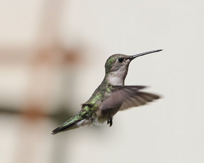 IMG_2706_Female_Black-chinned _Hummingbird