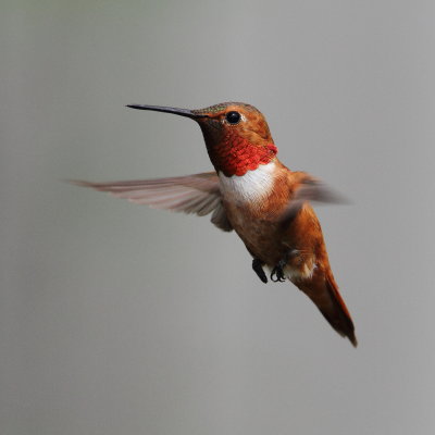 IMG_2803_Male Rufous Hummingbird.JPG