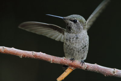 IMG_2852 Female Anna's Hummingbird.JPG 