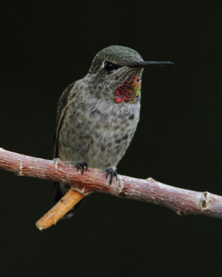 IMG_2854 Anna's Hummingbird