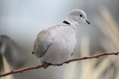 IMG_9642 Eurasian Collared-dove.JPG
