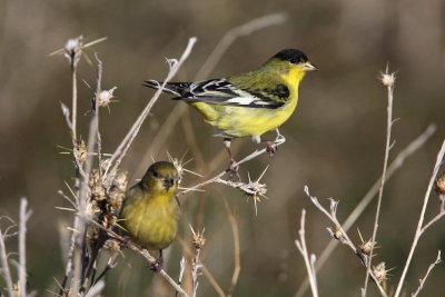 Lesser Goldfinches