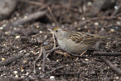 Golden-crowned Sparrow