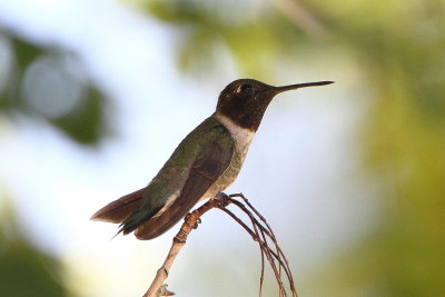 Male Black-chinned Hummingbird