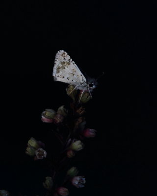  Common Checkered Skipper, Pyrgus communis