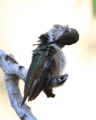 Rufous Hummingbird