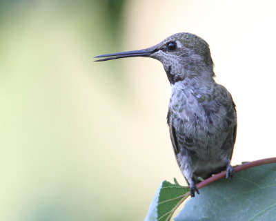  Anna's Hummingbird