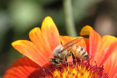  Honeybee on Gaillardia