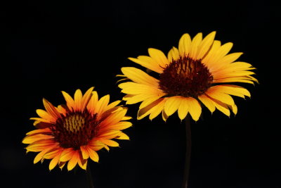 Blanketflower, Gallardia aristata