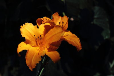 Daylily Tuscawilla Tigress