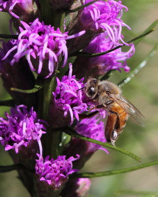  Honey bee on Blazing Star