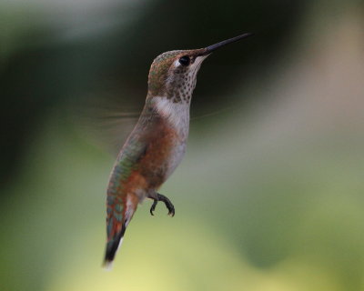  Rufous Hummingbird