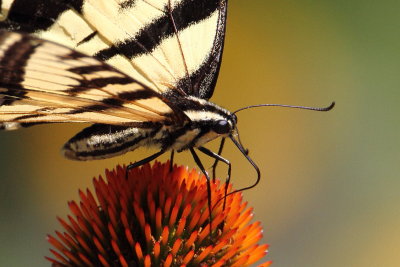 Western Tiger Swallowtail