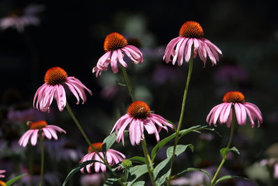 Purple Confeflowers