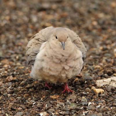   Mourning Dove