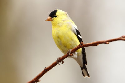   American Goldfinch