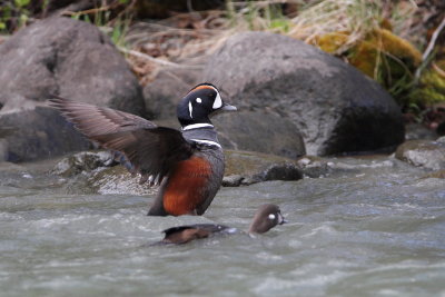 3 Harlequin Duck Wing Stretch