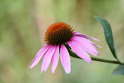 Purple Coneflower