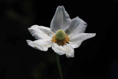  Windflower, Anemone sylvestris