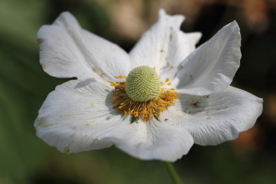  Windflower, Anemone sylvestris