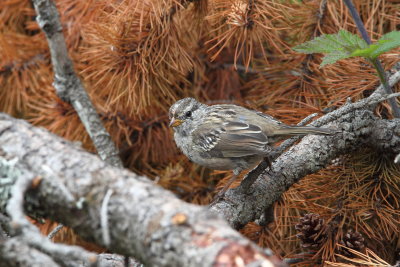 White-crowned Sparrow Siletz Bay