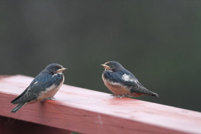 Recently fledged Barn Swallows