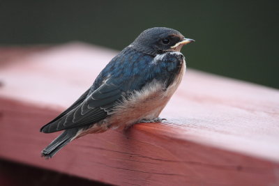 Recently fledged Barn Swallow