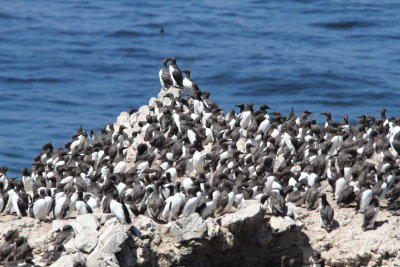  Common Murres