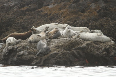 Harbor Seals, Seal Rock State Park, Oregon